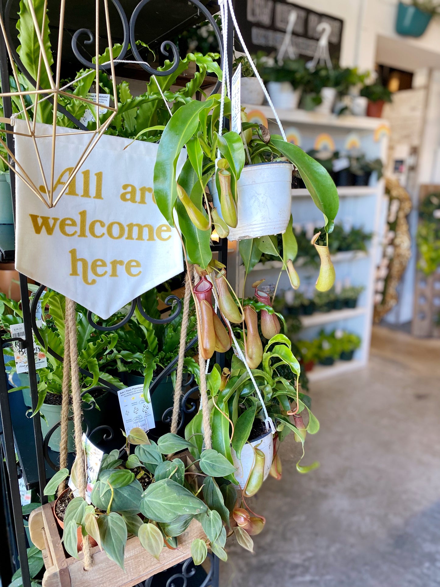 Pesky Houseplant Pests