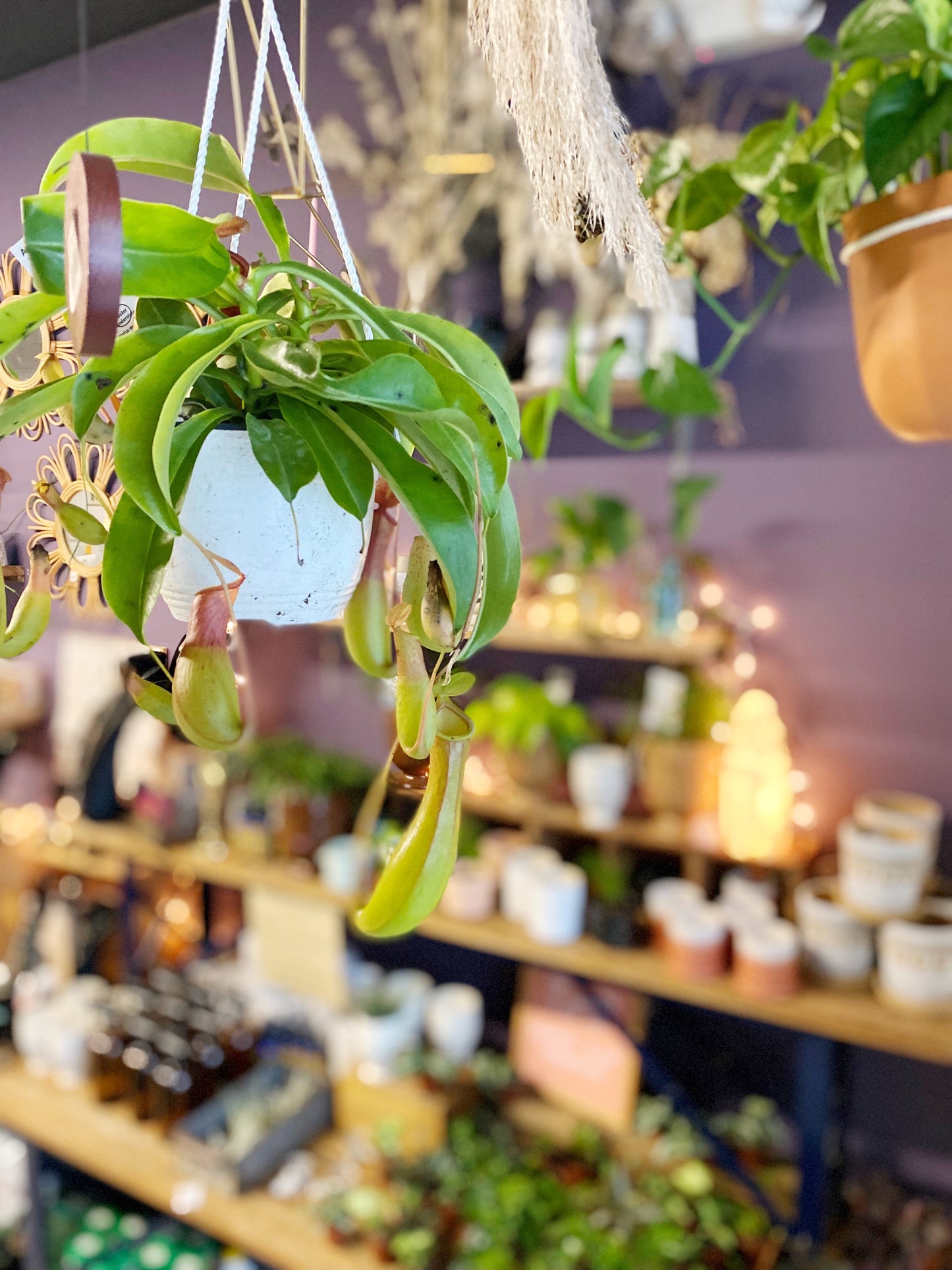 Carnivorous Plants