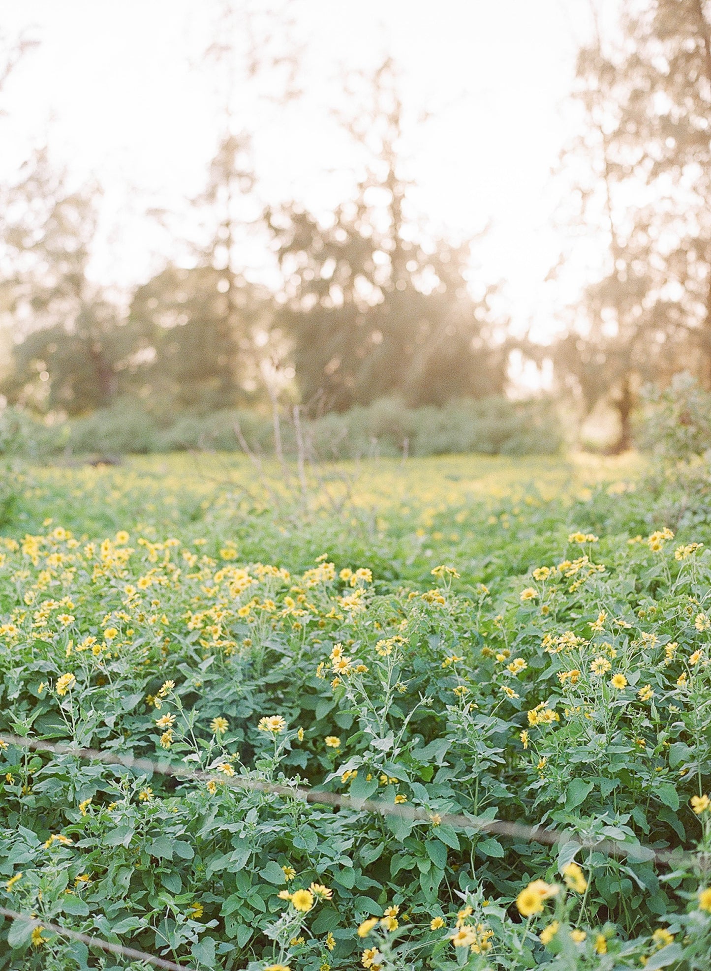 Power To The Pollinators