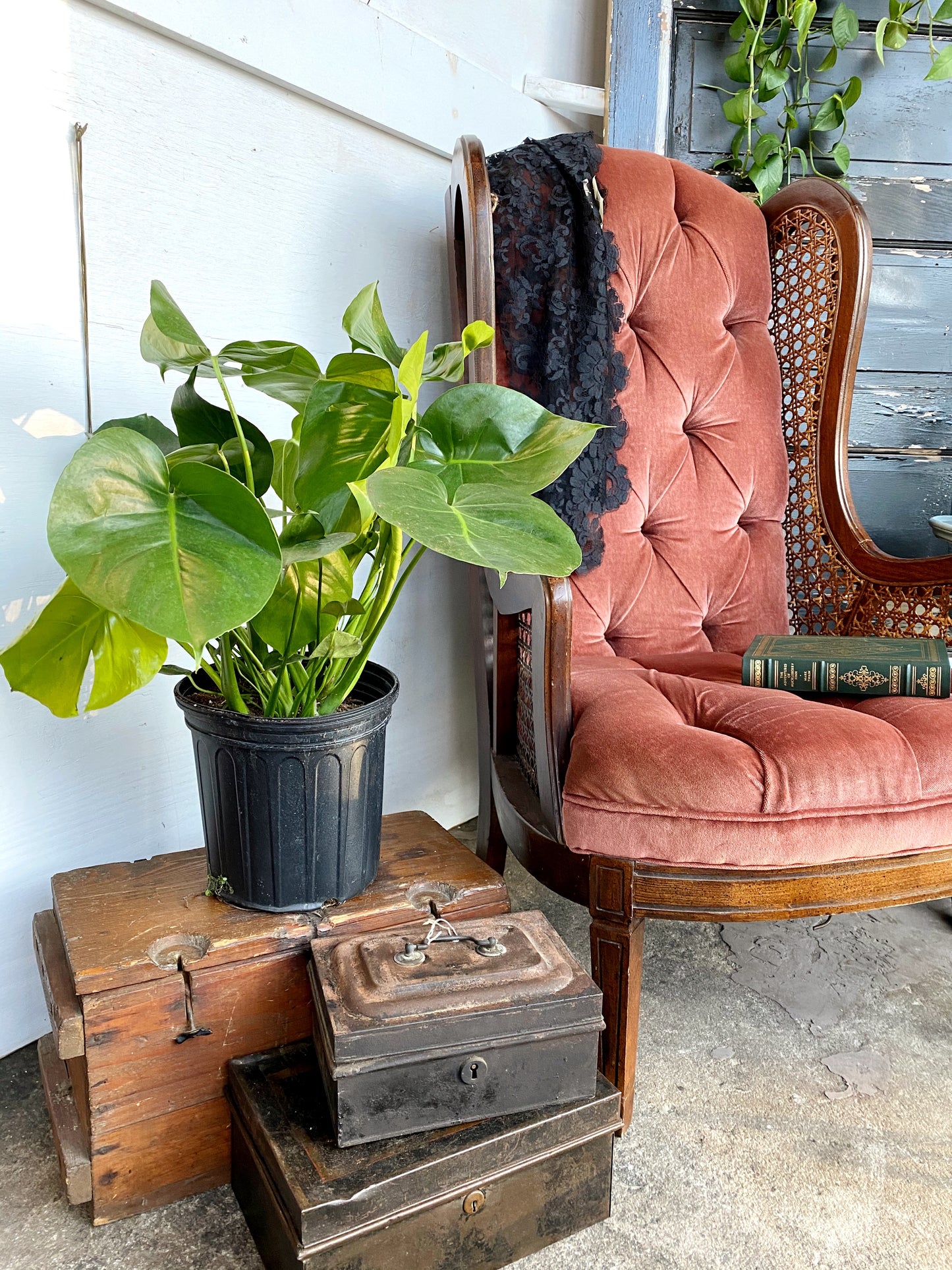 How To Get Your Winterized Houseplants to Flourish