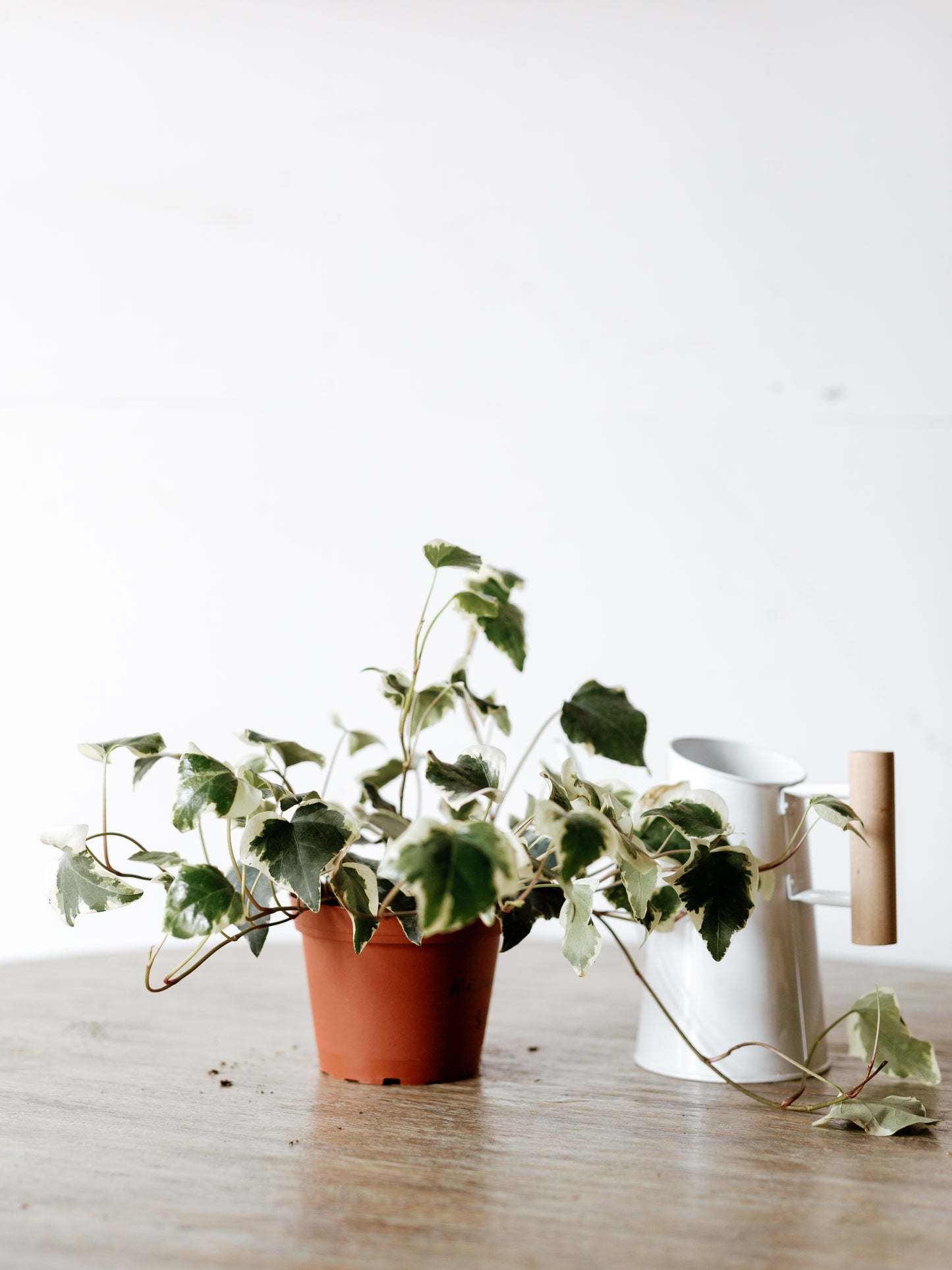 What Plant Can't I Kill?