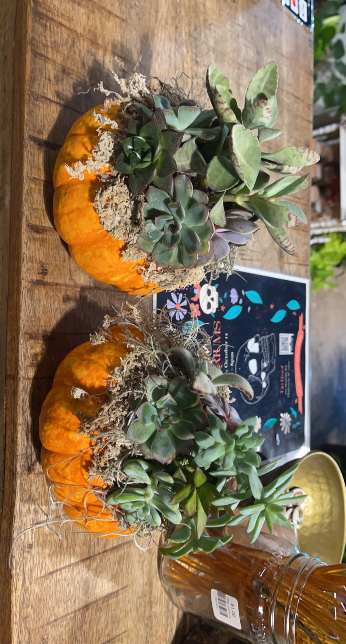 Sun, Oct. 19th : Mini Succulent Pumpkin Workshop
