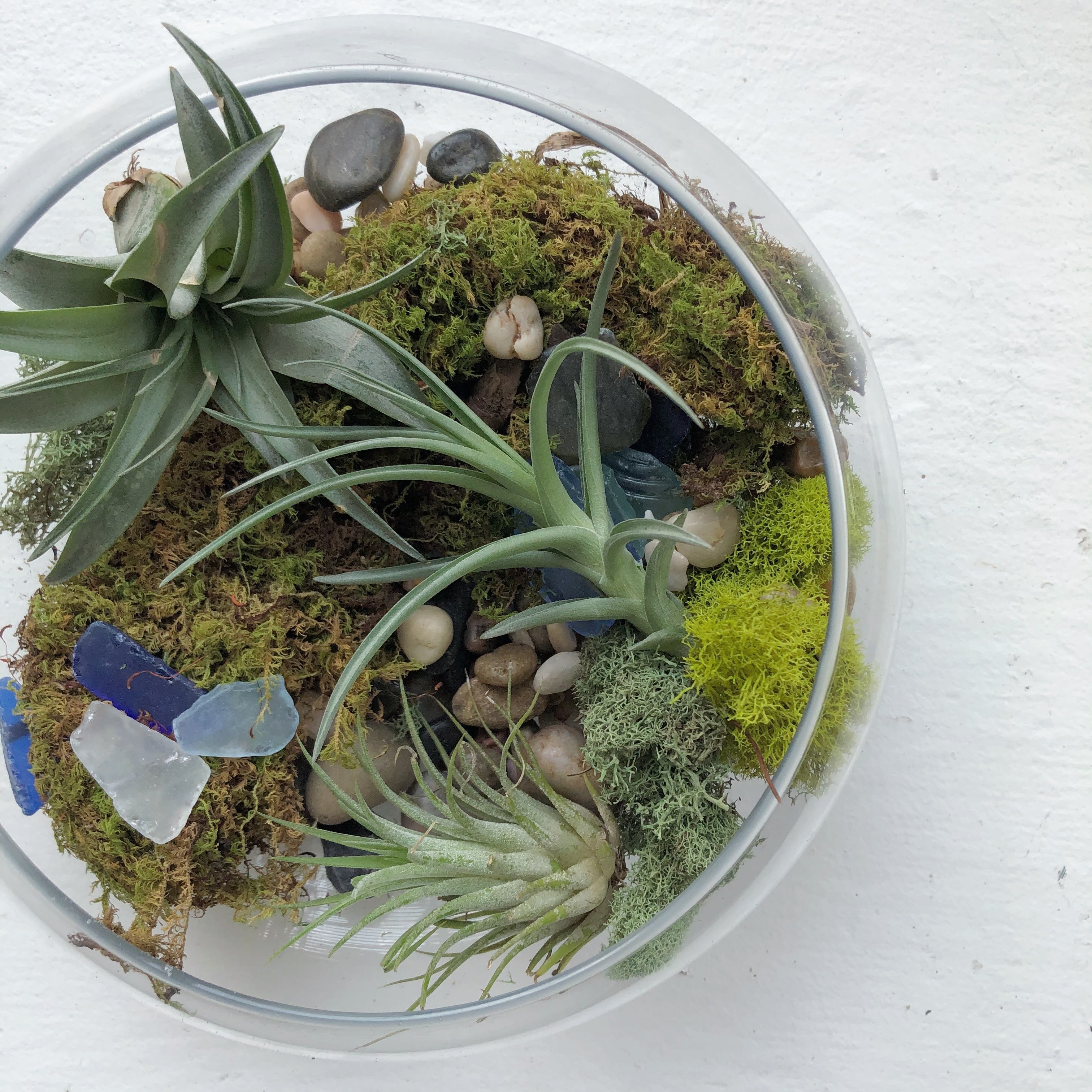 Air Plant Terrarium Kit – Roadside Blooms