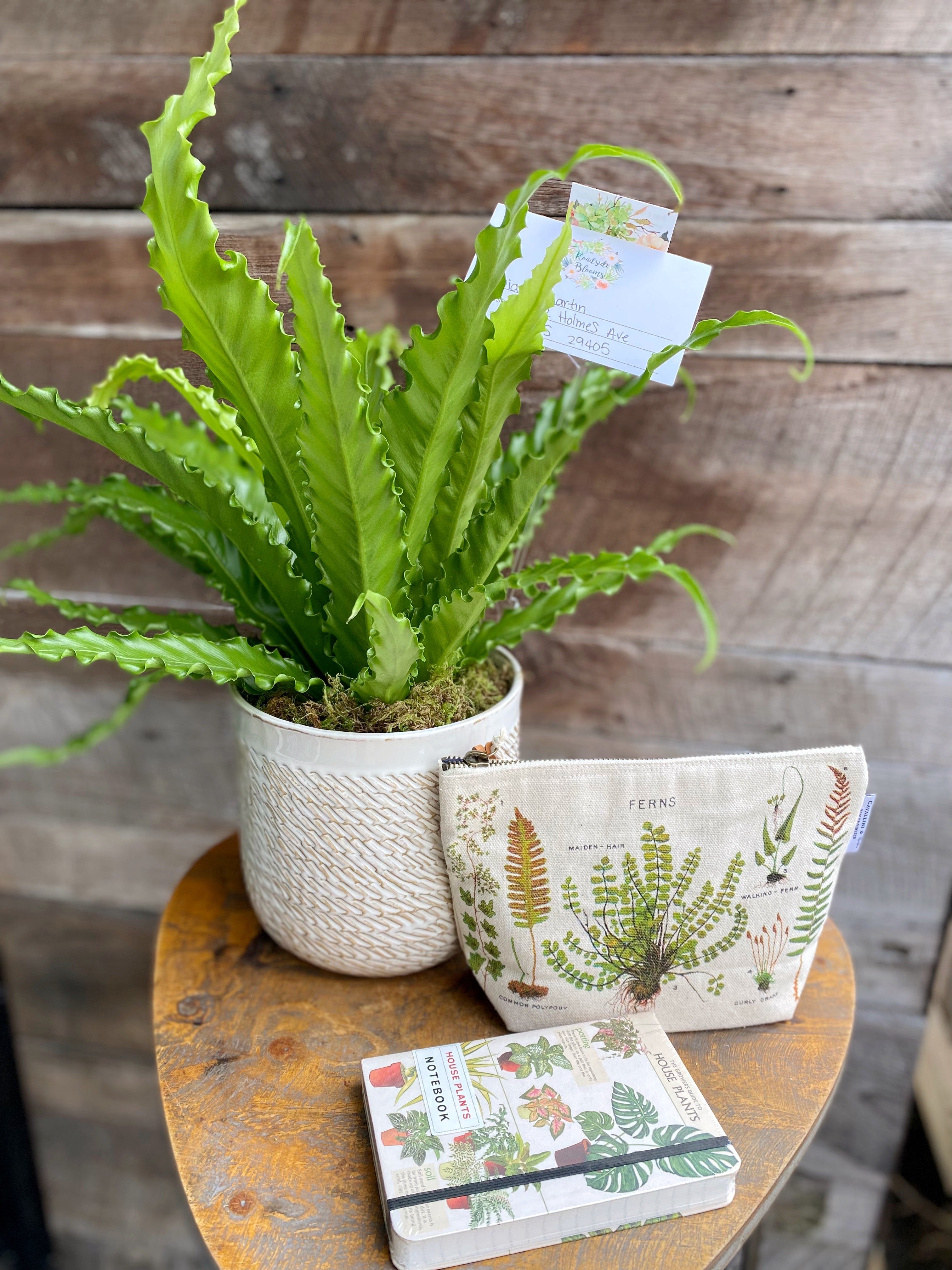 house plant gift set Potted Plant Gift Set