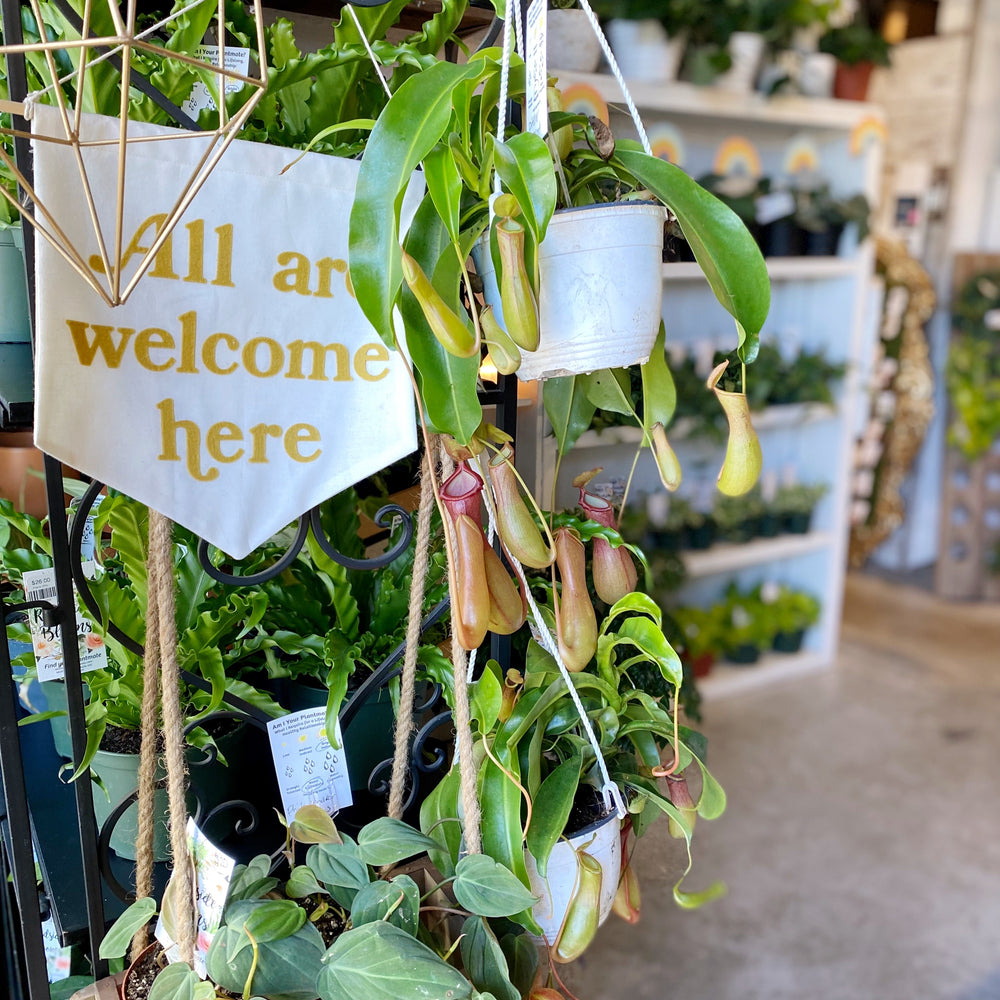 Pesky Houseplant Pests
