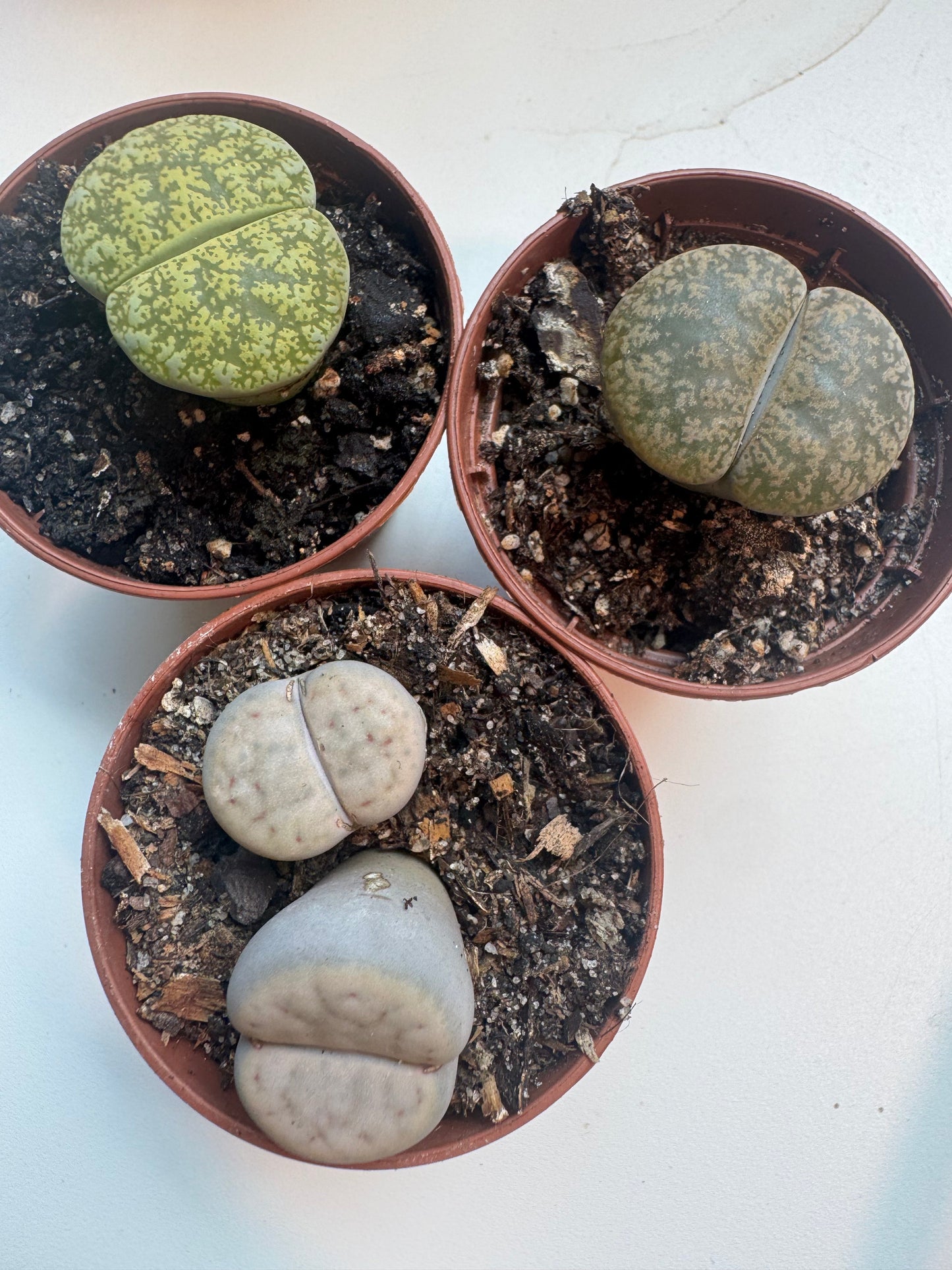 Lithops - Alien or Coolest Plant Ever?