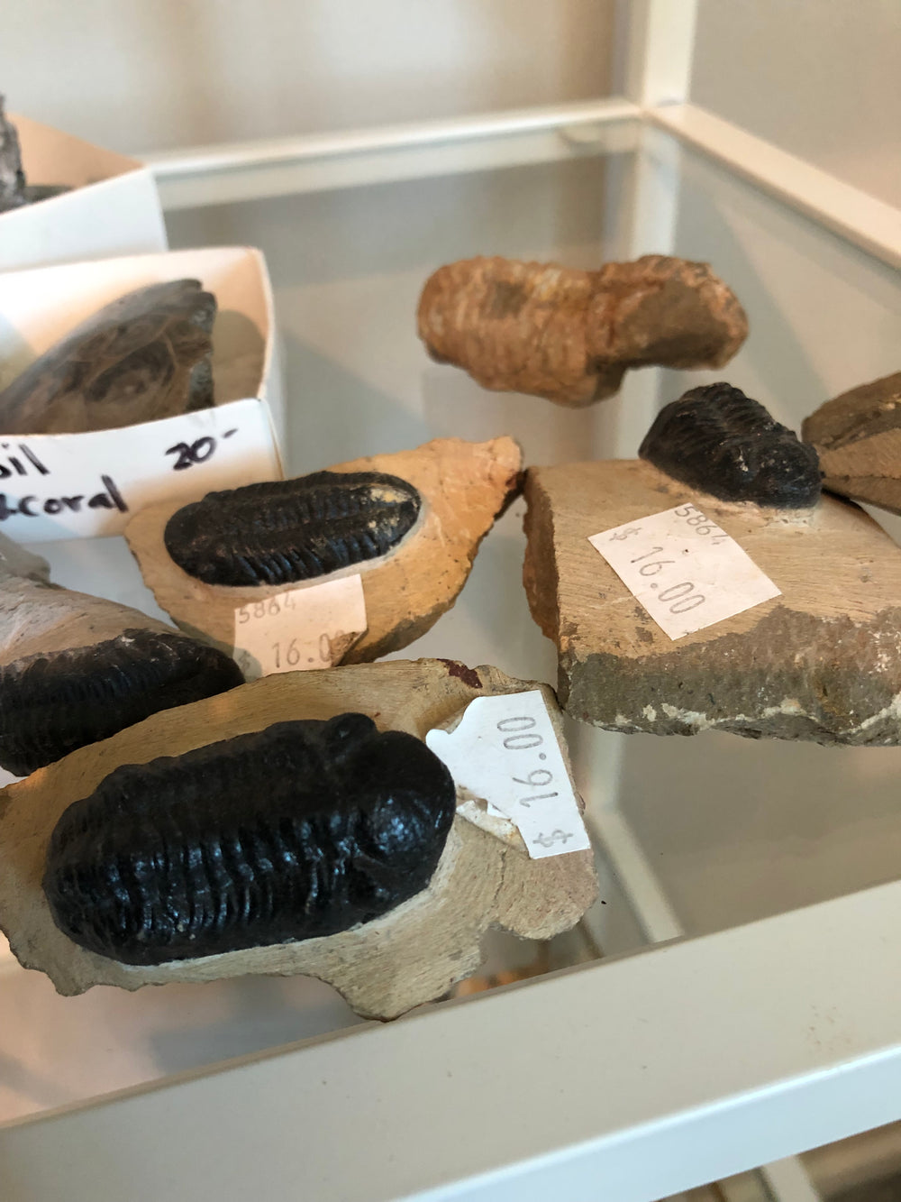 Large Trilobite