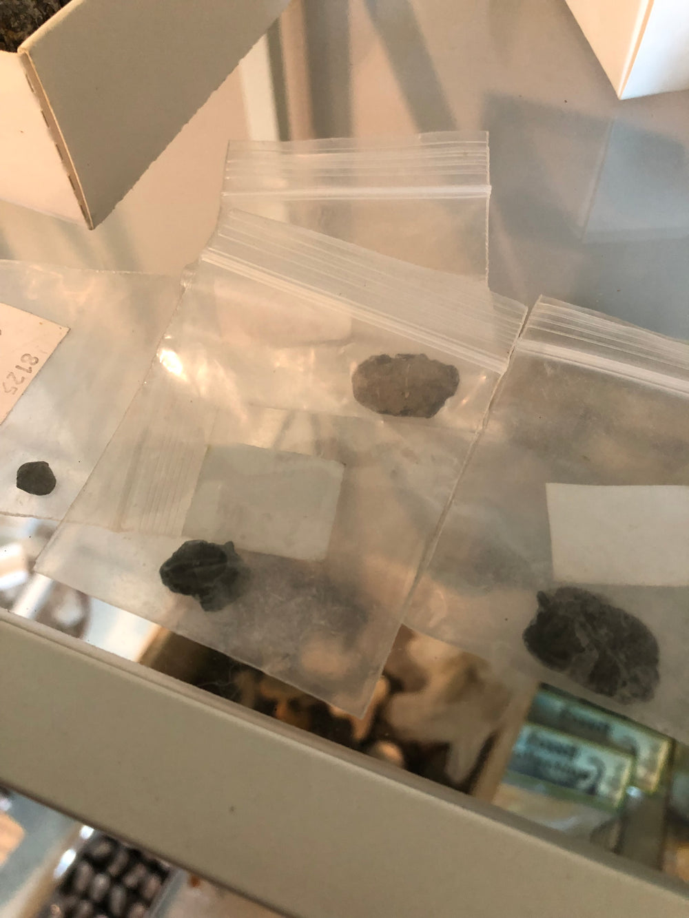 Small Trilobite