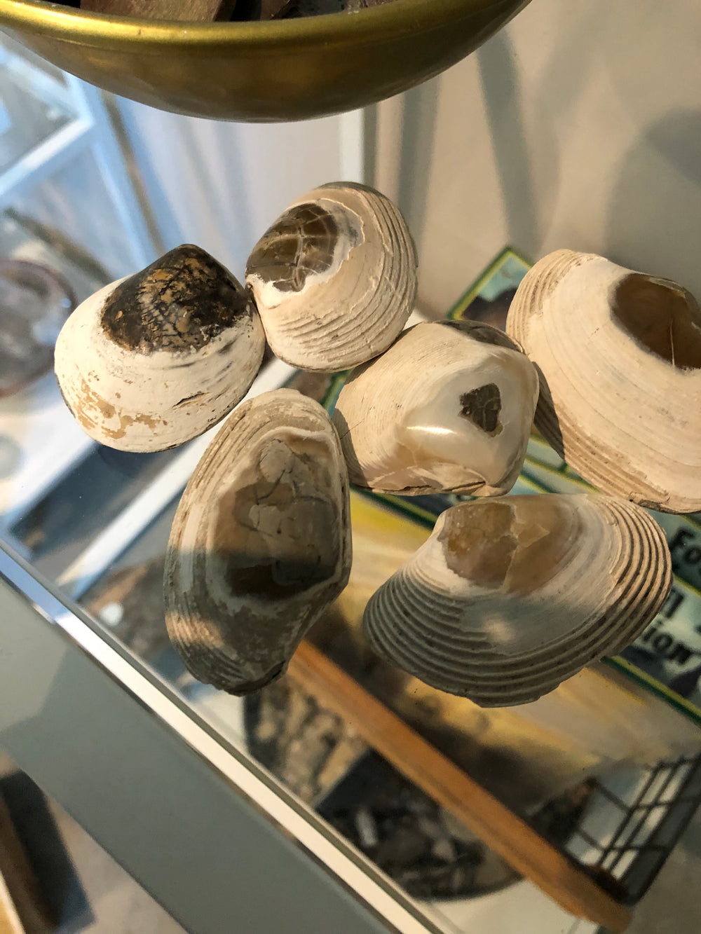 Shell Bluff Fossils Shell fossils – Roadside Blooms