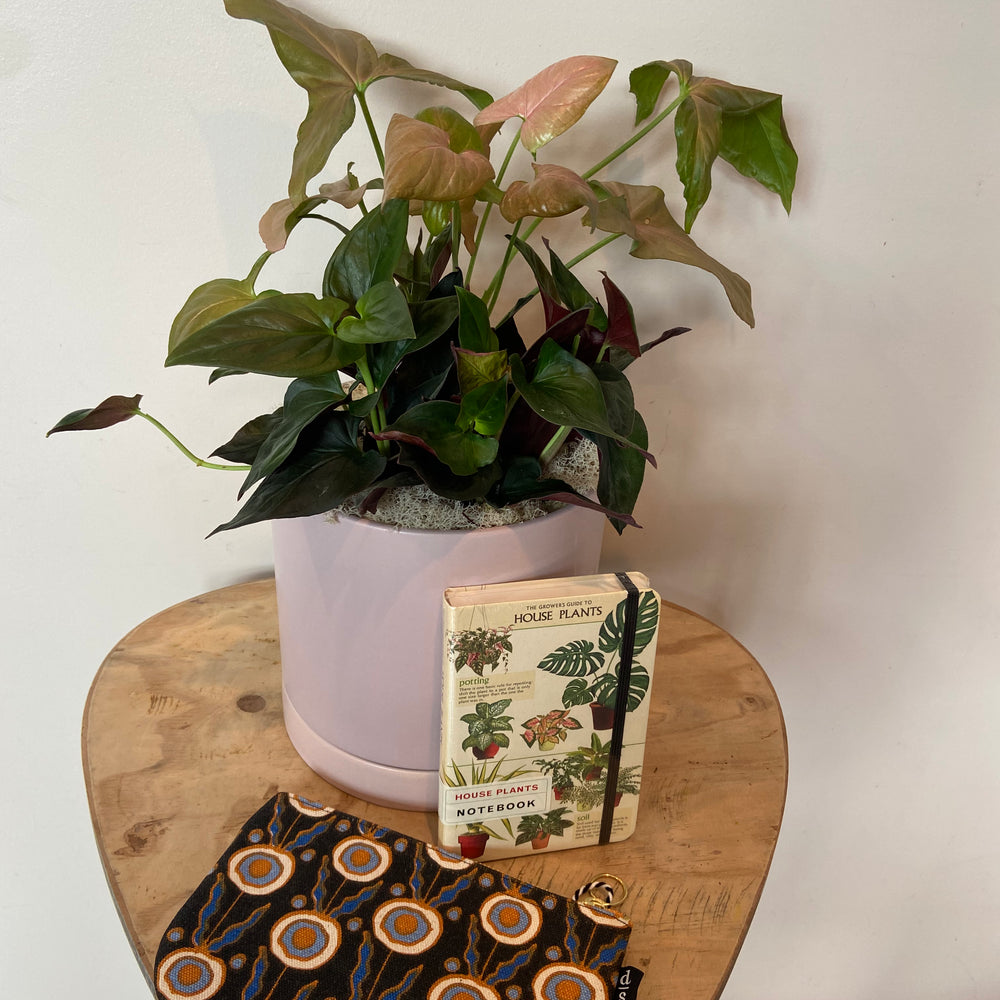 potted plant gift ideas Potted Plant Gift Set – Roadside Blooms
