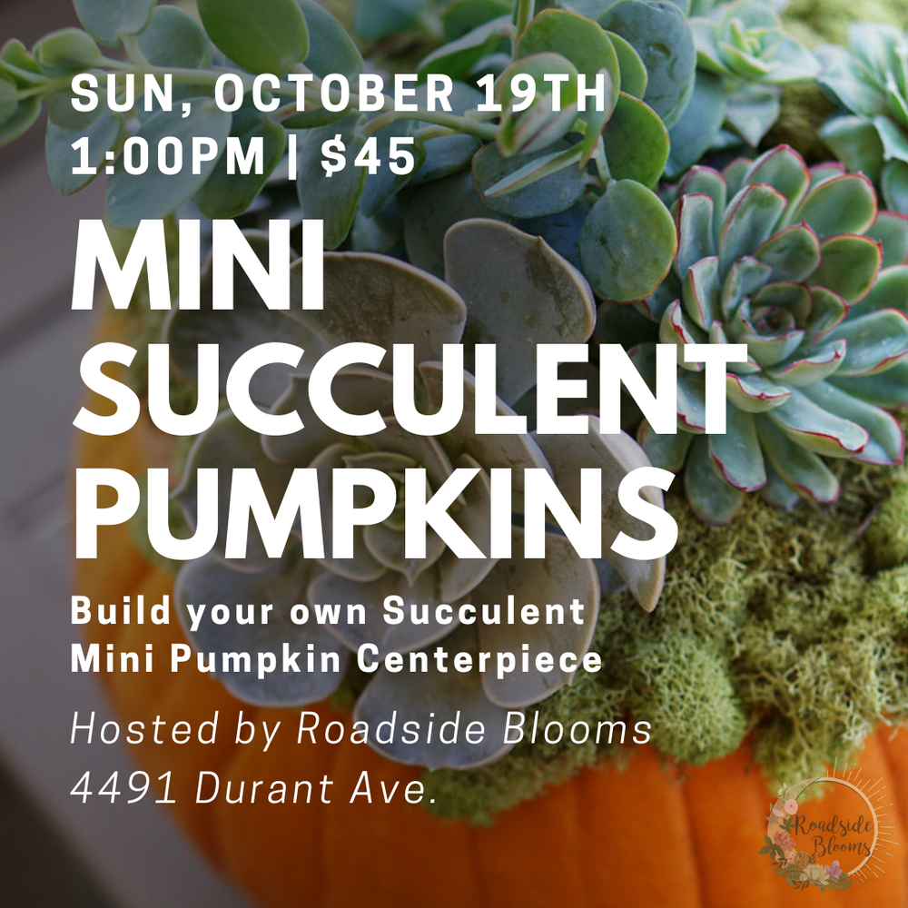 Sun, Oct. 19th : Mini Succulent Pumpkin Workshop
