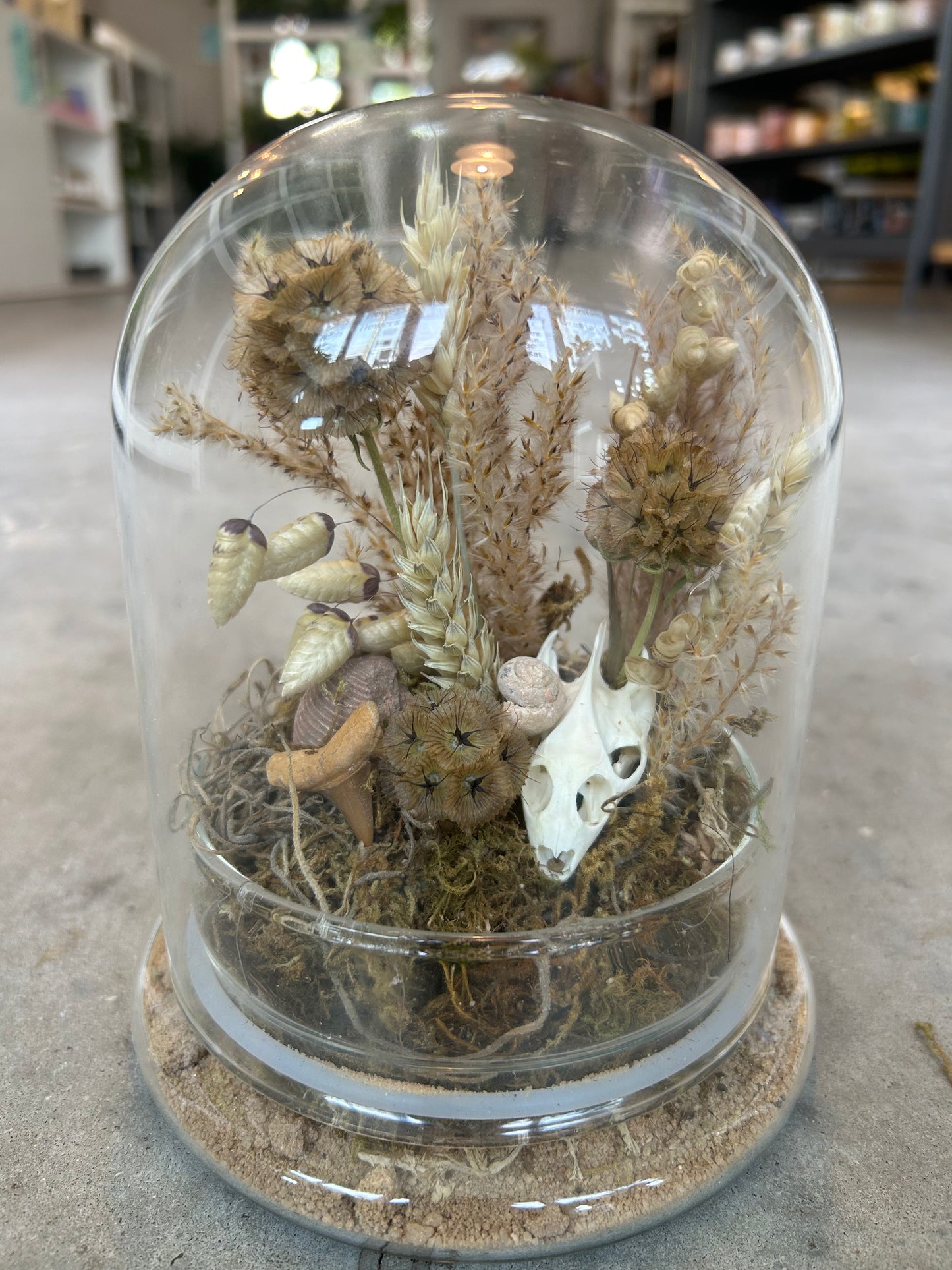 
                  
                    Saturday, August 22nd | Coastal Cloche - Fossil And Flora Edition
                  
                