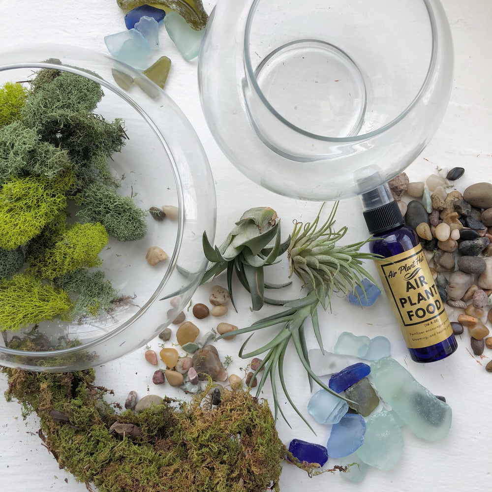 air plant terrarium kit Air Plant Terrarium Kit – Roadside Blooms