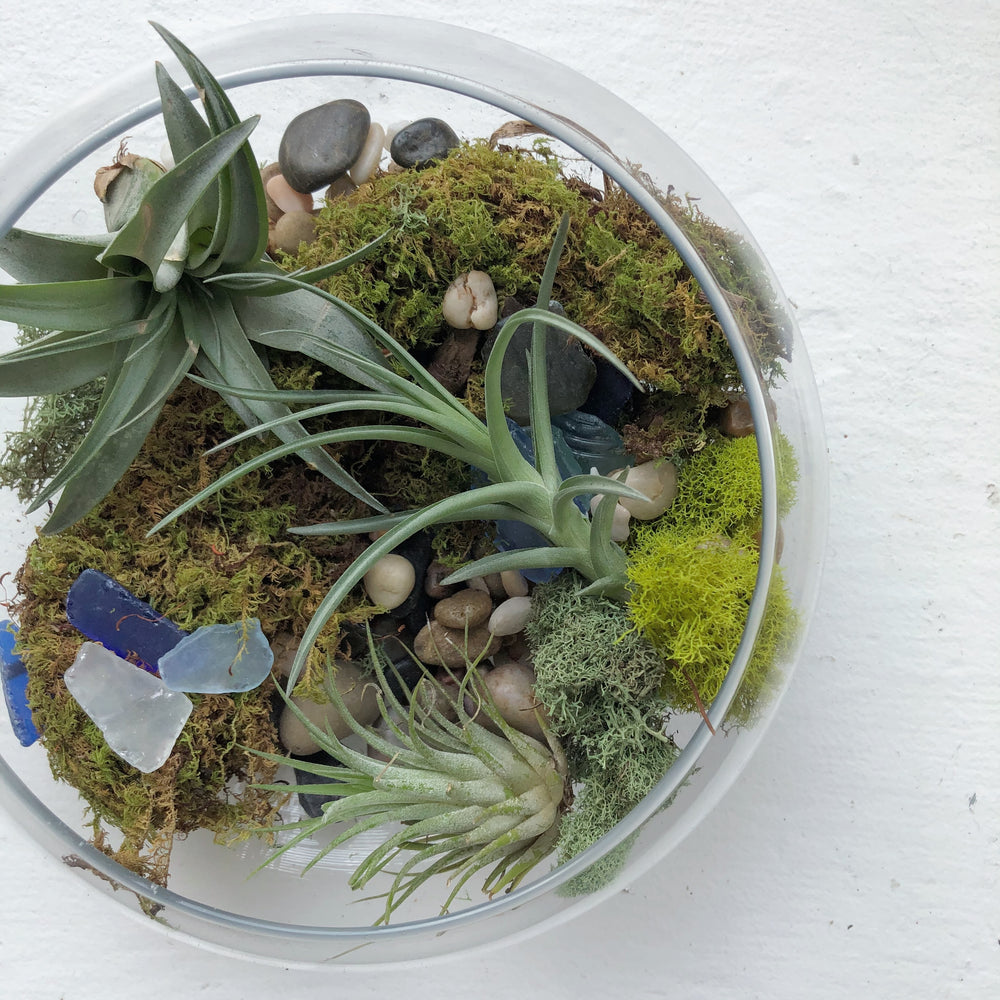 air plant terrariums Air Plant Terrarium Kit