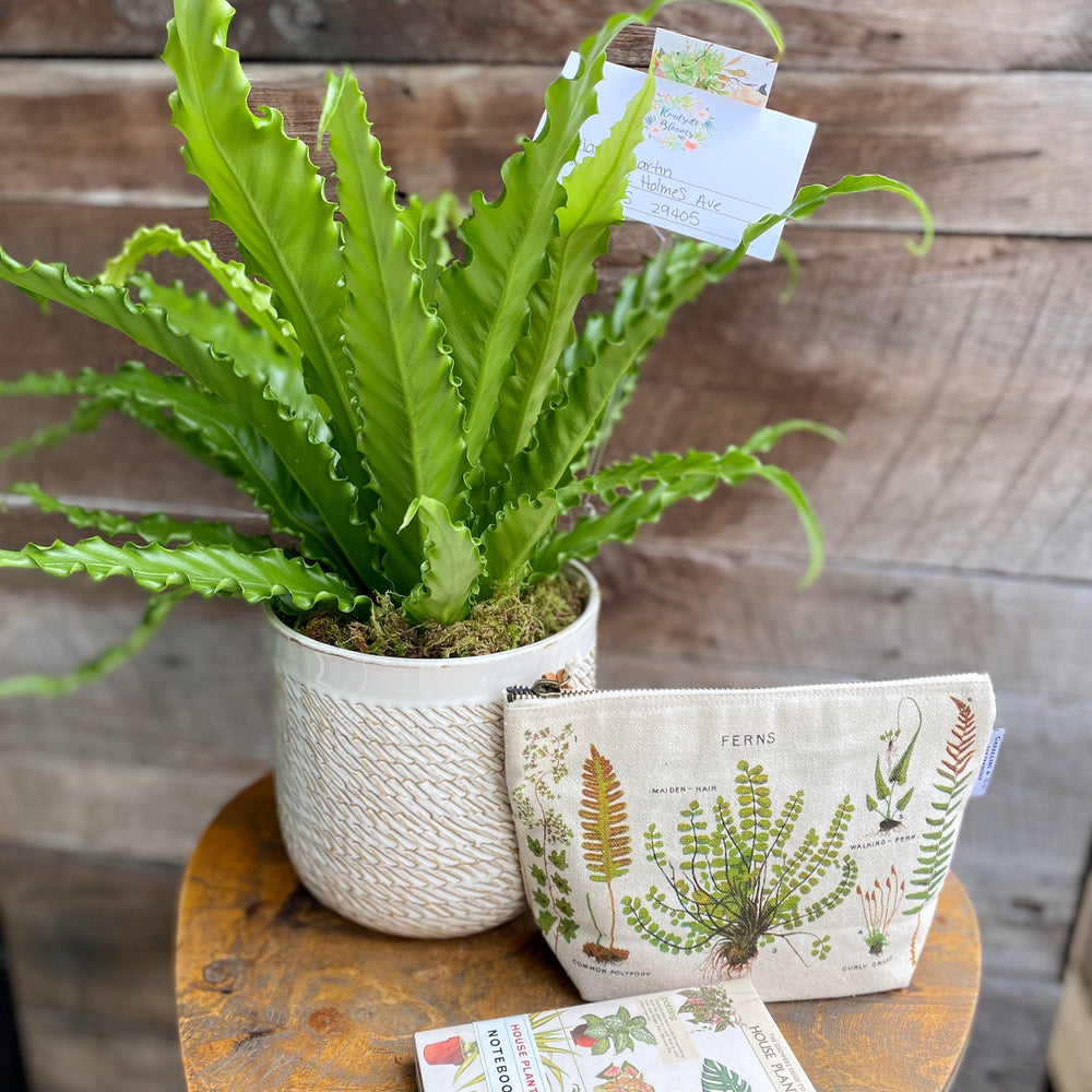 indoor plant gift set Potted Plant Gift Set – Roadside Blooms